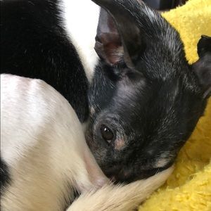 Meet your Posher, Brandy